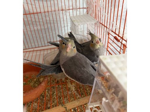 İsteyene gider 2 aylık kuşlar 