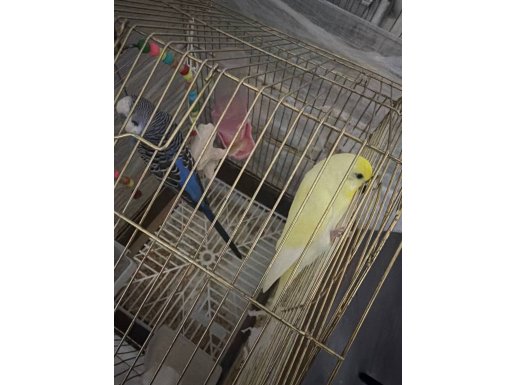 Çift muhabbet kuşu