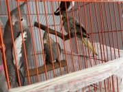 Sultan papağanı 6 adet vardır ısteyene cıft, tek de verebilir