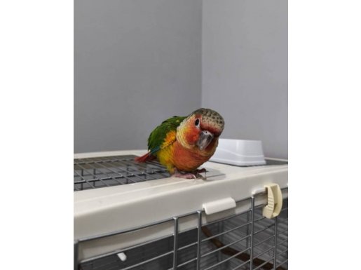Rengarenk Konur Papağanı