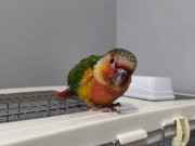 Rengarenk Konur Papağanı