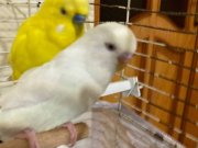 Konuşkan Muhabbet kuşu 