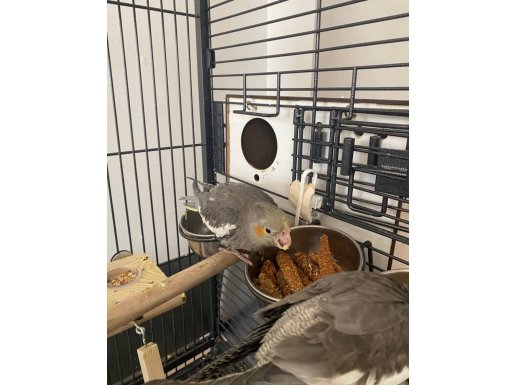 3 aylık Sultan papağanı