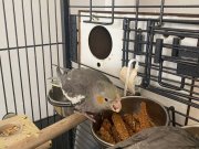 3 aylık Sultan papağanı