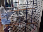 5 aylık çok numaracı