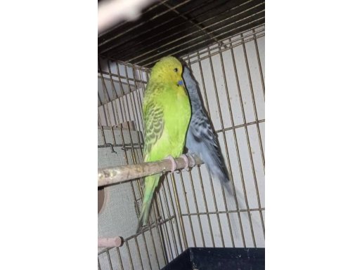 SAĞLIKLI JUMBO HAZIR GENÇ EŞ 