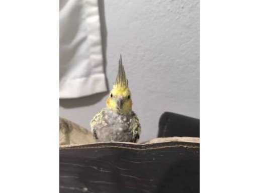 Sahibinden Sultan Papağanı