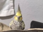 Sahibinden Sultan Papağanı