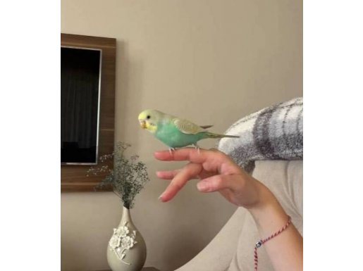 Fır Fır Muhabbet kuşu