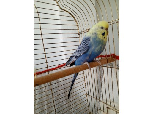 Sekiz aylık dişi sarı, bir yaş mavi kuşlar