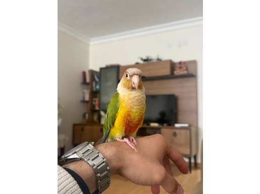 FULL EVCİL KONUR  PAPAĞANI 81 İLE SORUNSUZ GÖNDERİM