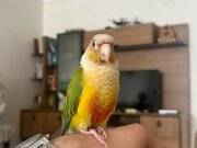 FULL EVCİL KONUR  PAPAĞANI 81 İLE SORUNSUZ GÖNDERİM