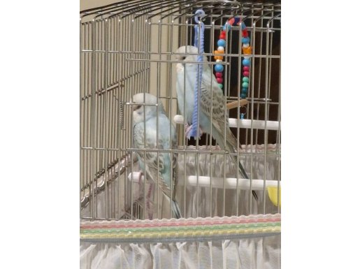 KUŞLARIMIZ YENİ YUVASINI ARIYOR 