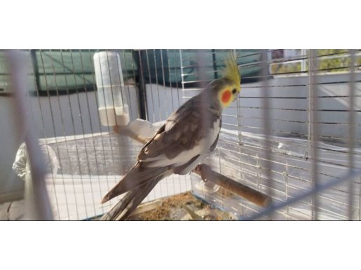 Al yanak Sultan papağanı