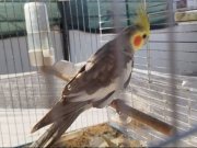 Al yanak Sultan papağanı