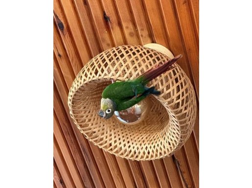  7-8 Aylık Konur Papağanı