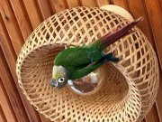  7-8 Aylık Konur Papağanı