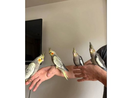 Sultan papağan 4-5 haftalık 