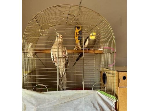 Çift sultan papağanı 1 ve 2 yaşında biri konuşuyor 