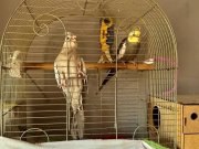 Çift sultan papağanı 1 ve 2 yaşında biri konuşuyor 