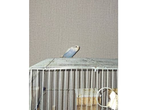 Tatlı Minik Yavru Kuş