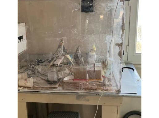 1 ÇİFT 2 ADET 1 AYLIK YAVRU UYGUN SULTAN PAPAĞANI