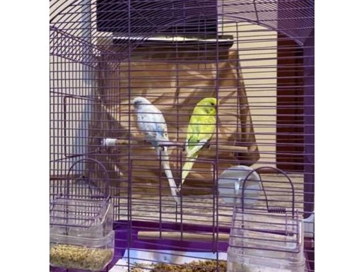 Renkli Çift erkek dişi muhabbetler