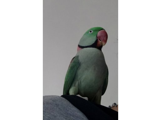 Alıştırmalık İskender Papağanı ACİL
