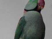 Alıştırmalık İskender Papağanı ACİL