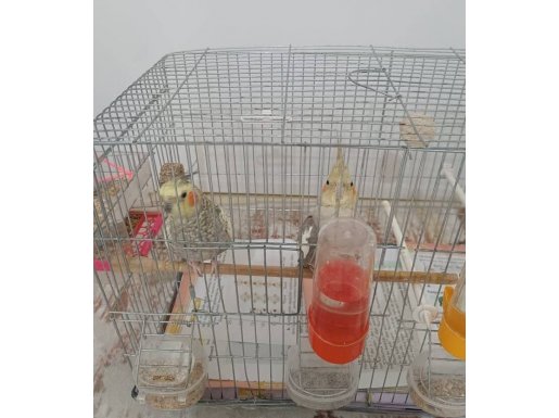 1 çift Sultan Papağanı 