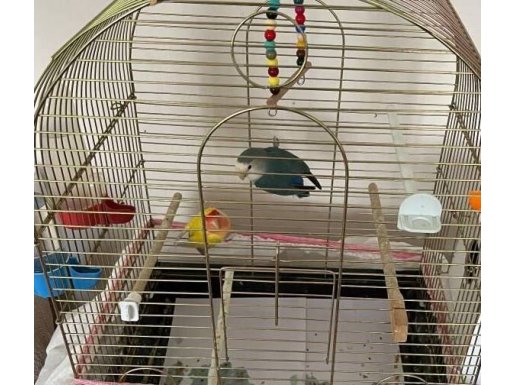 Cennet sevda papağanı 