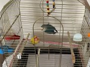 Cennet sevda papağanı 