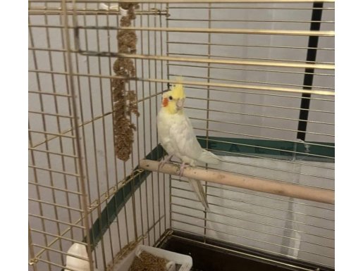 Sultan papağanı 3.4 aylık