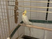 Sultan papağanı 3.4 aylık