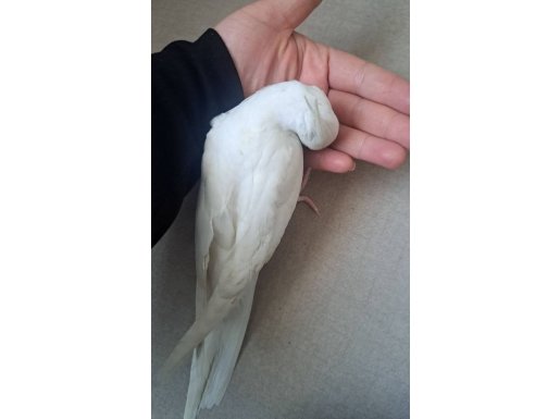 Sultan Albino papağanı Evcil Isırması Yok 