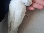 Sultan Albino papağanı Evcil Isırması Yok 