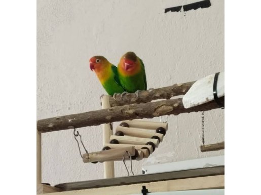 Cennet papagani  2 adet