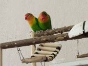 Cennet papagani  2 adet