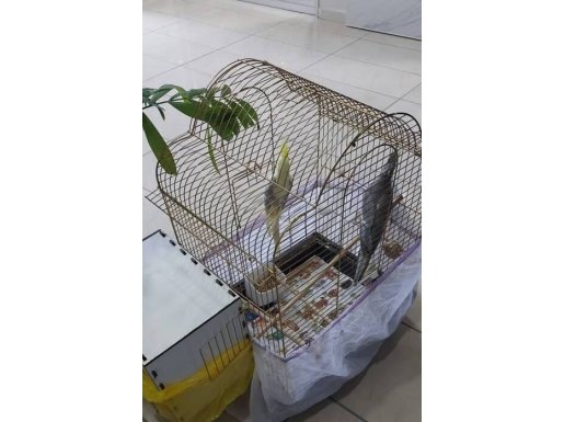 Sultan Papağanı Çift Eşler