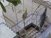 Sultan Papağanı Çift Eşler