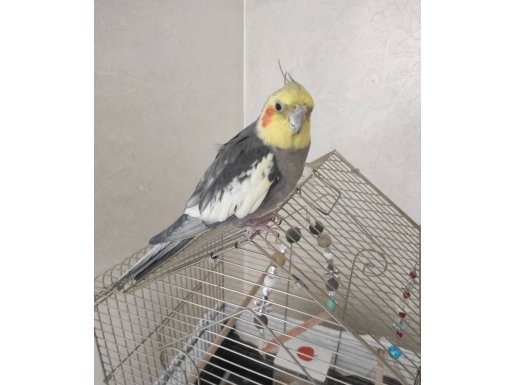 Konuşan Sultan Papağanı