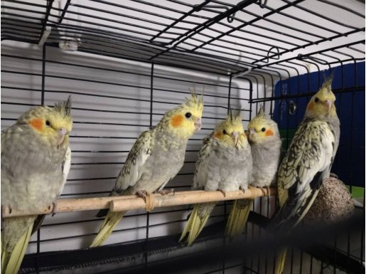 Pearl cinsi bakımlı ele alışık yavrular