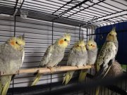 Pearl cinsi bakımlı ele alışık yavrular