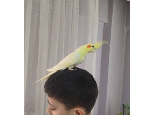 Sağlıklı erkek sultan papağanı 