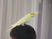 Sağlıklı erkek sultan papağanı 