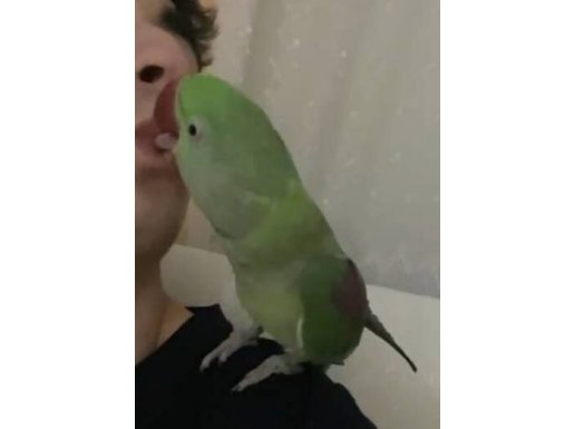 Erkek alexander iskender 