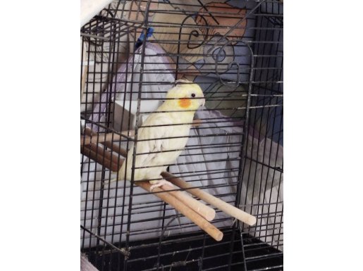 Kafesiyle Birlikte Verilecek