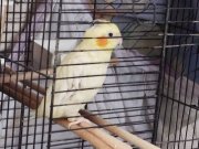 Kafesiyle Birlikte Verilecek