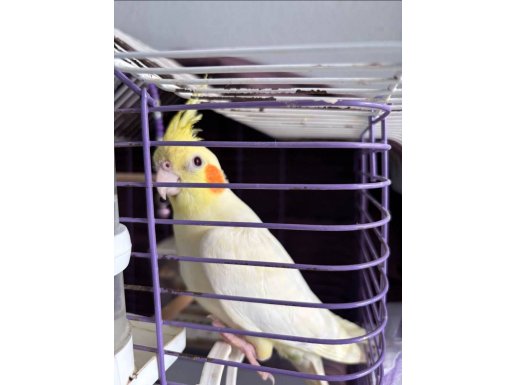 Evcil akıllı sultan papağanı