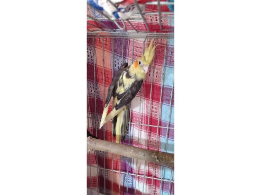 Çift Sultan Papağanı